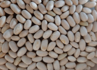 Afbeelding oogstperiode BOON, Struikboon - “Champetter”