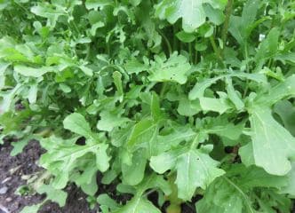 Afbeelding oogstperiode RUCOLA, 