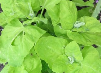 Afbeelding oogstperiode TUINMELDE, 