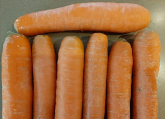 Afbeelding oogstperiode WORTEL, Winterwortel - “op Daknam”