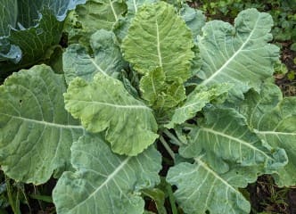Afbeelding oogstperiode KOOL, Beurré de Jalhay