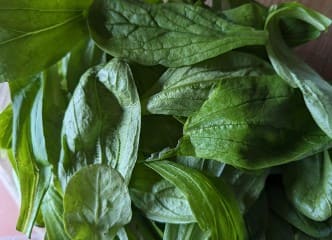 Afbeelding oogstperiode VELDSLA, Bigarée de Huy