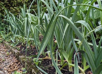 Afbeelding oogstperiode PREI, Géants des Vennes