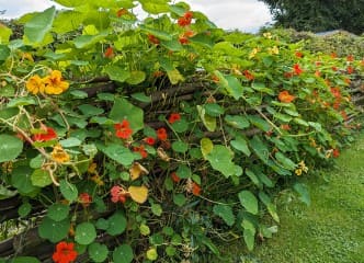 Afbeelding oogstperiode OOST-INDISCHE KERS, 